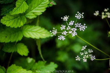 20140824-DSC_9918