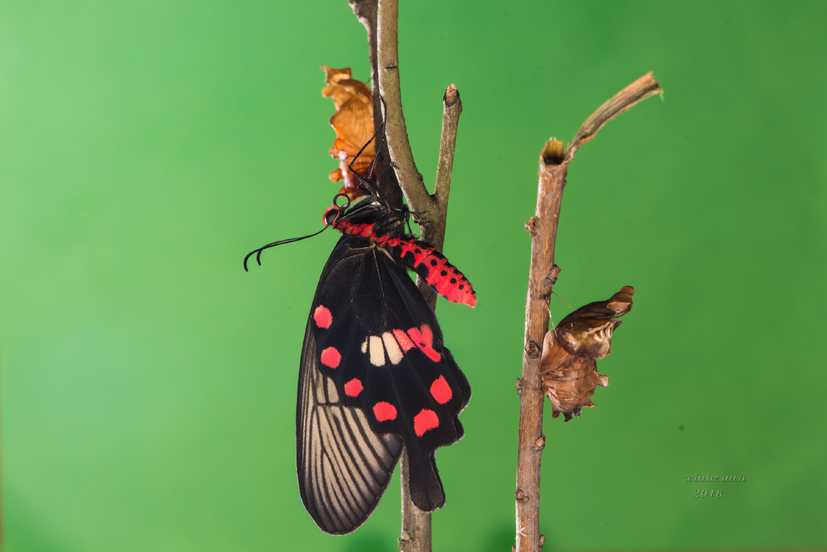 红珠凤蝶羽化前后