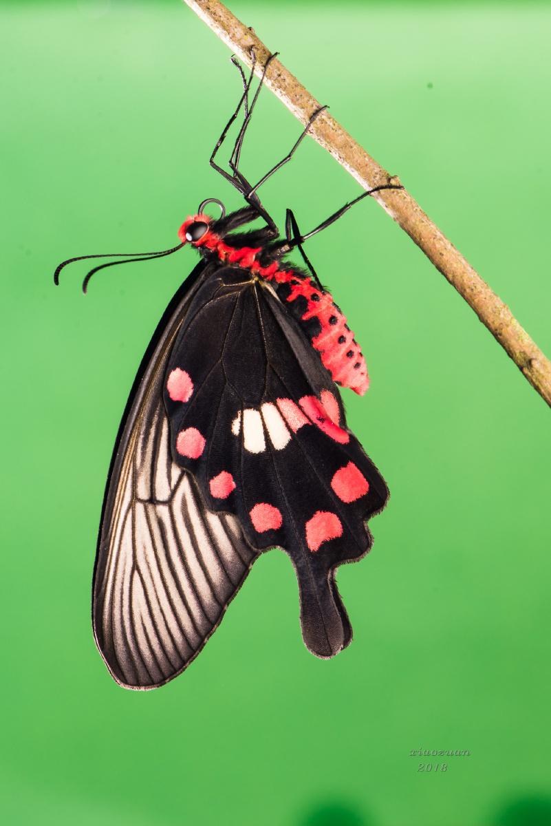 红珠凤蝶羽化前后