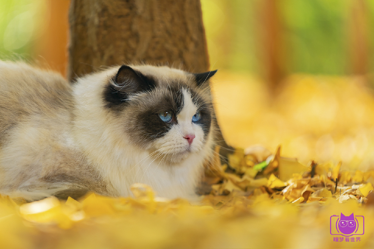 在银杏叶里猫一下 - 宠物摄影师瞳梦看世界 - 图虫