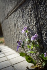 DSC_1276.jpg