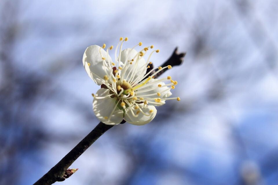 梅花<br />
