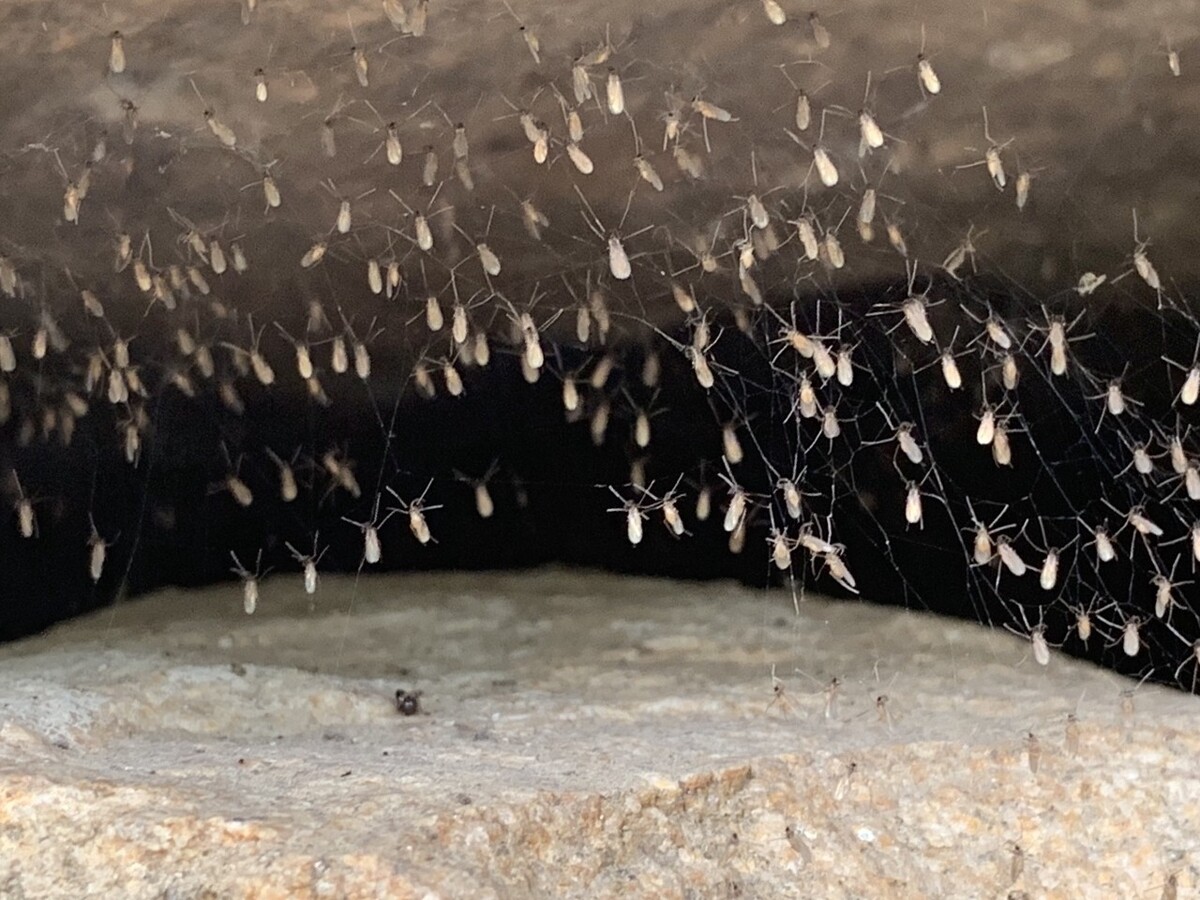 养殖黑蚂蚁