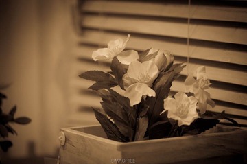 这是真滴花
