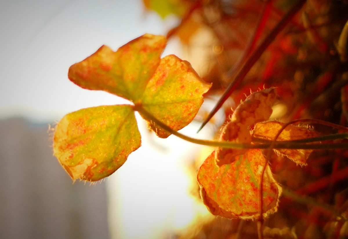 杏坛什么成语_成语故事图片(3)