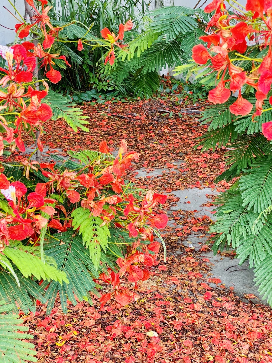 凤凰花落 - 开心岛 - 图虫