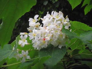 C13A230F-5D22-4DD2-8071-CACF4C0C4883/L0/001
