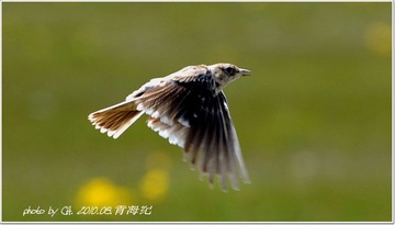 羽翼扑扑