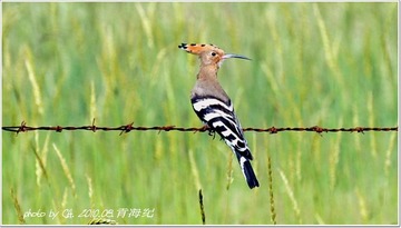 静羽之二