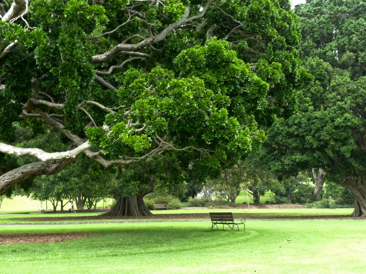 雨露滋润树木茂盛
