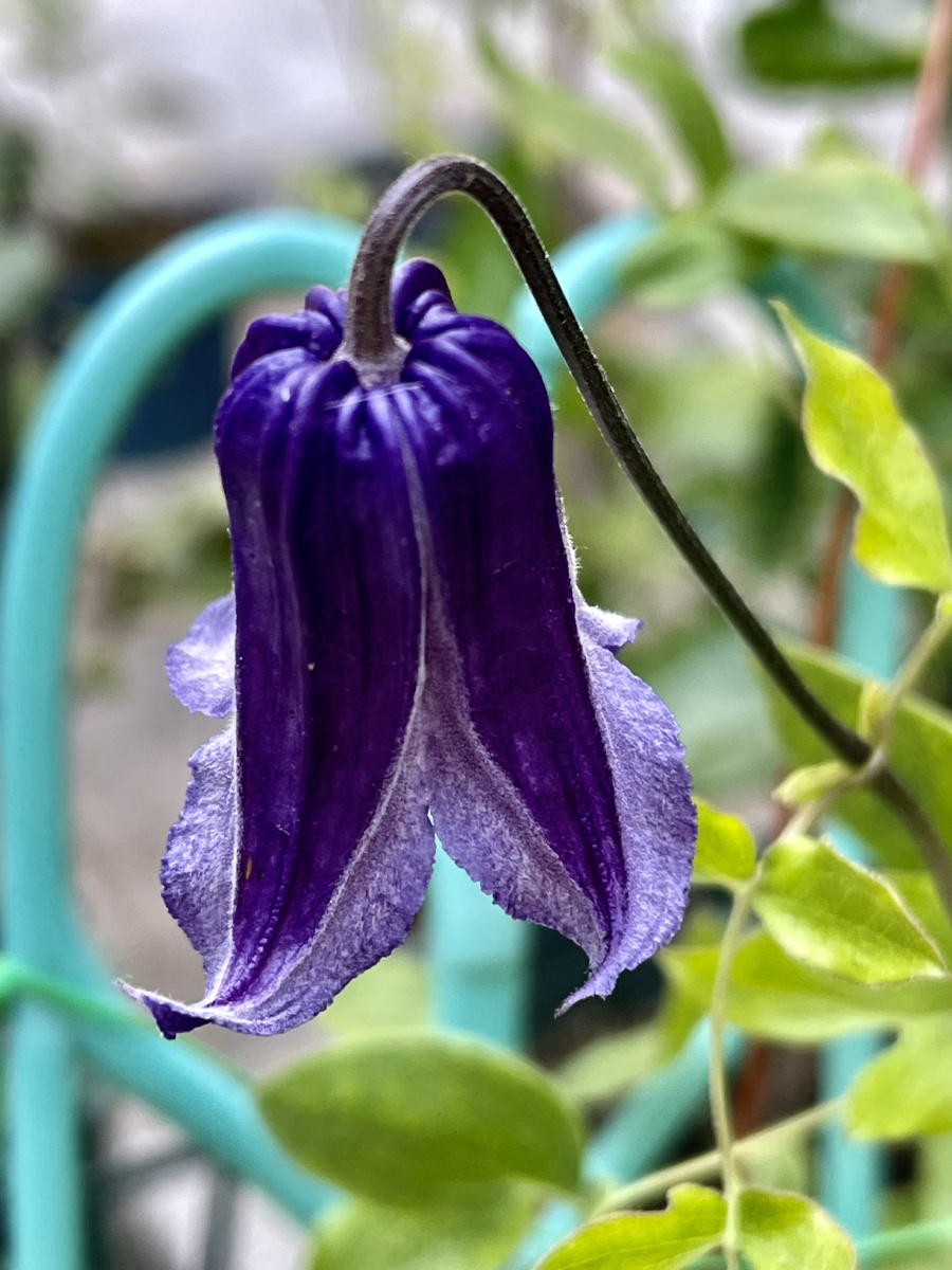 半钟铁线莲 - 黄强宁 - 图虫