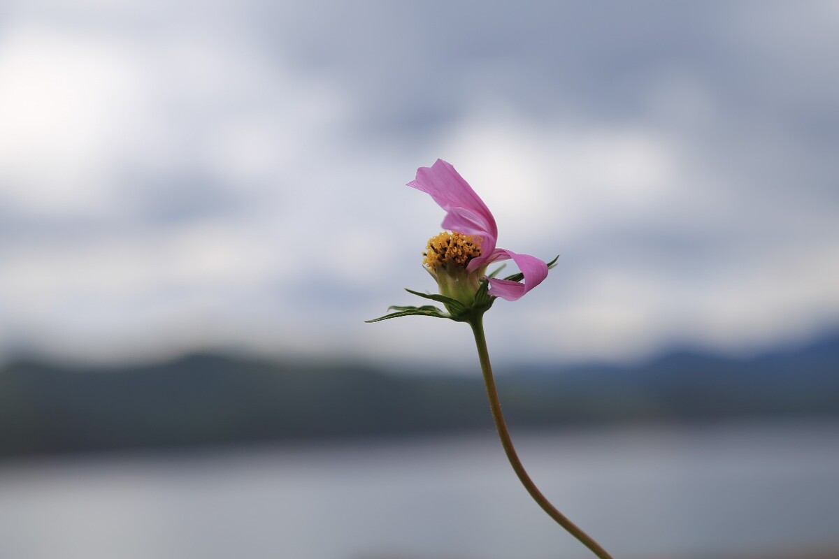 泸沽湖畔的格桑花