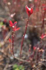 小绒花