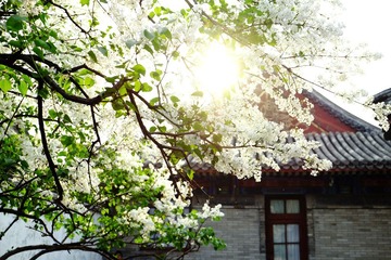 颐和园庭院2