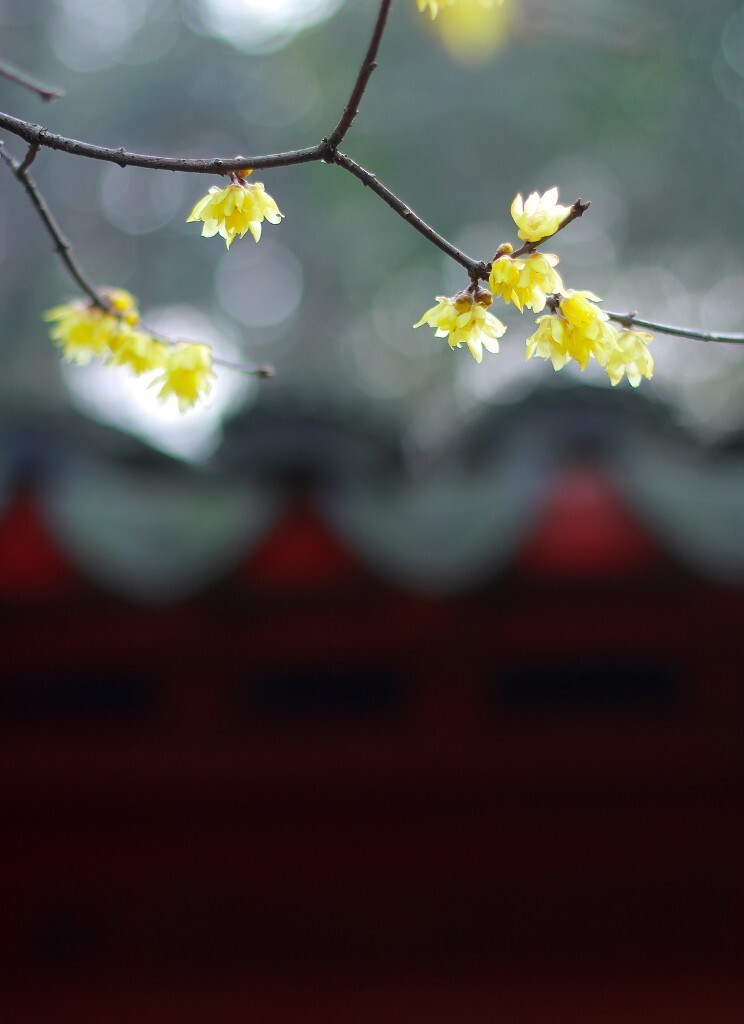 一月,《腊梅》<br />
<br />
随手拍的游客照,稍微修了一下,很喜欢这种色调。(一月唯一能挑出的“风光”照片,sigh)