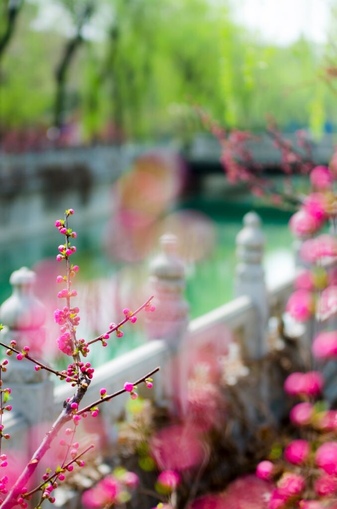 花红柳绿
