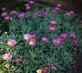 L1000623.jpg