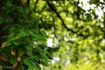 L1000631.jpg