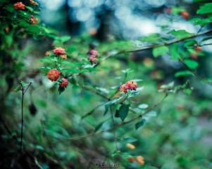 L1002169.jpg