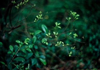 L1002193.jpg