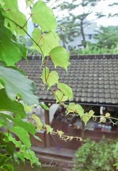 R0011386.jpg