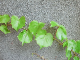 R0011399.jpg