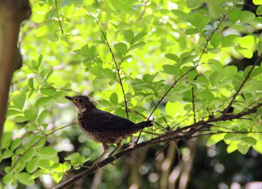 好春光,不如梦一场
