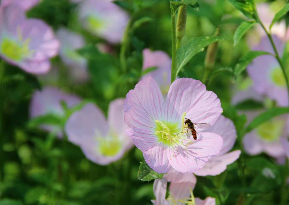 好春光,不如梦一场