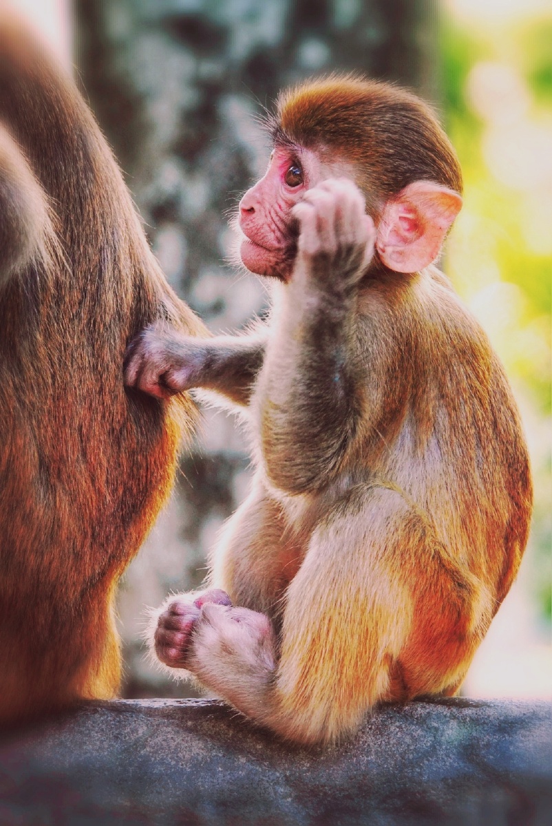 恒河猴挝耳挠腮母猴带小猴猴子抓耳挠腮的动作挝耳挠腮的动作挝耳挠腮