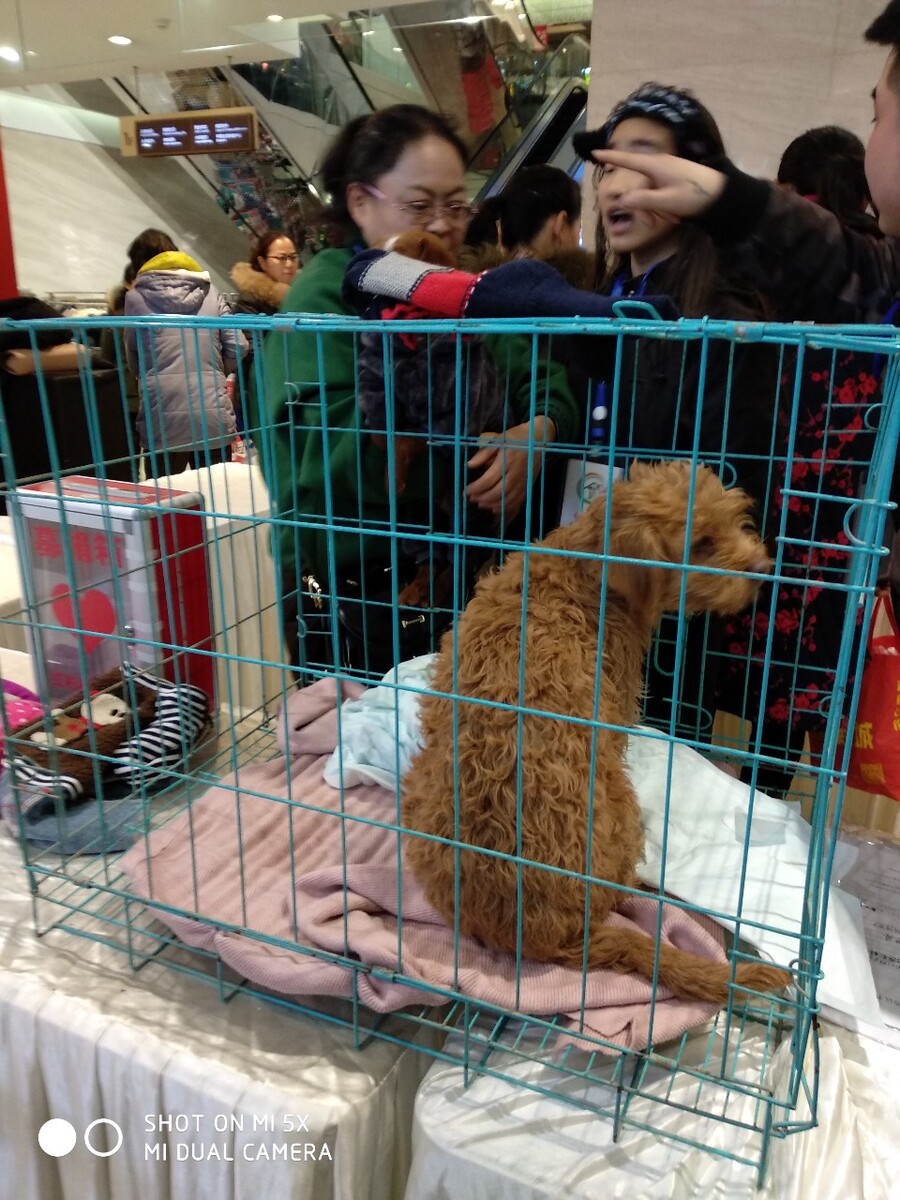 惠州有没有宠物市场