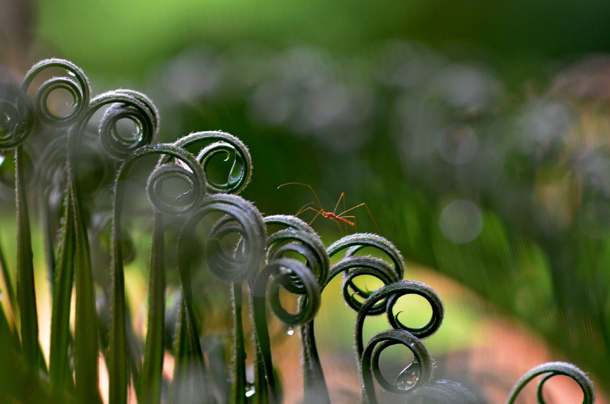 一只螳螂在苏铁还没打开的叶子上,卷曲的叶子宛如跳动的音符