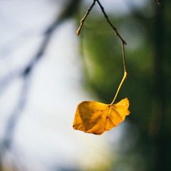 秋
