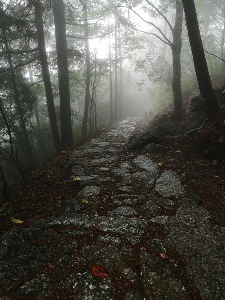 迷雾中的井冈山挑粮小道