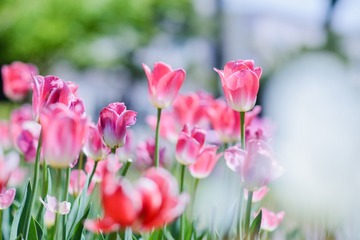 花花草草