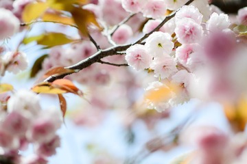 这是什么花？