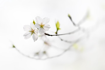 相依