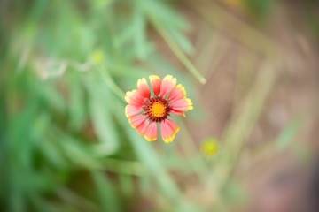 世界上唯一的花