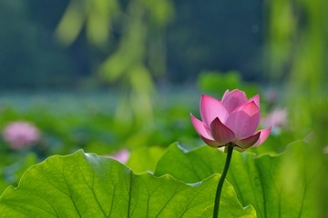 四季西湖_20130722_0011