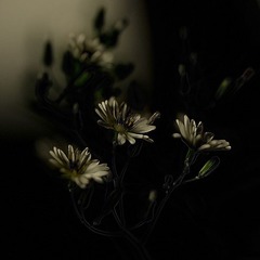 _DSC9750