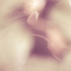 _DSC0323-1