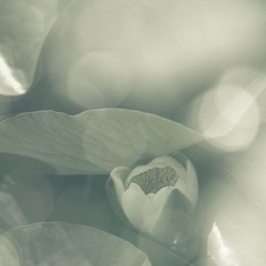 _DSC0333-1