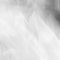 _DSC0350-1