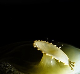 水花1