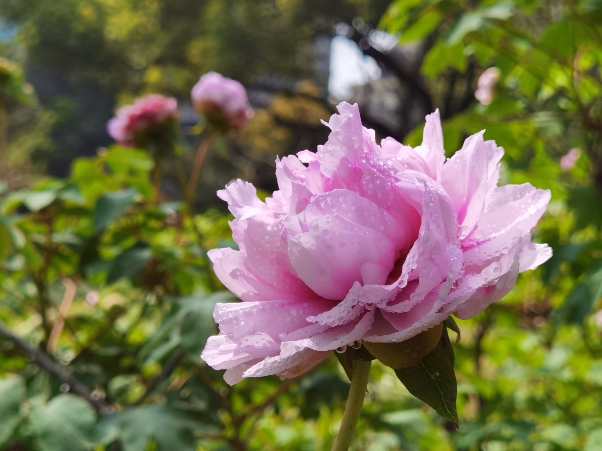 国色天香2021年3月28日在上海曹溪公园拍摄的牡丹花