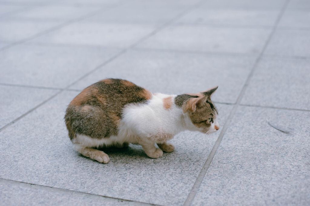伺机待发
