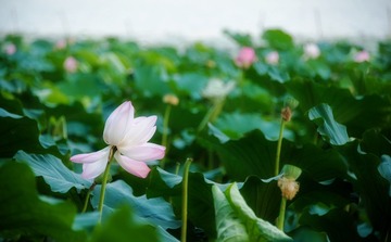 荷