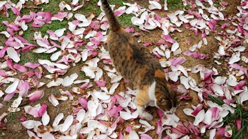 猫