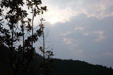 树