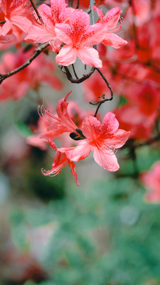 杜鹃花 - 语辰静晓 - 图虫