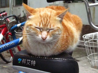 霸位猫